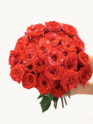 A stunning bouquet of vibrant red roses held delicately, perfect for romantic occasions.