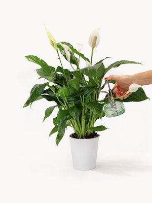 A vibrant peace lily plant with glossy leaves, being watered in a stylish pot.