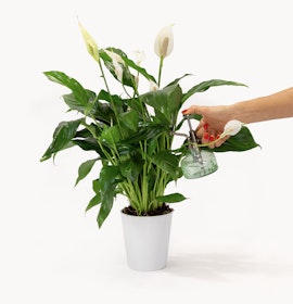A vibrant peace lily plant with glossy leaves, being watered in a stylish pot.