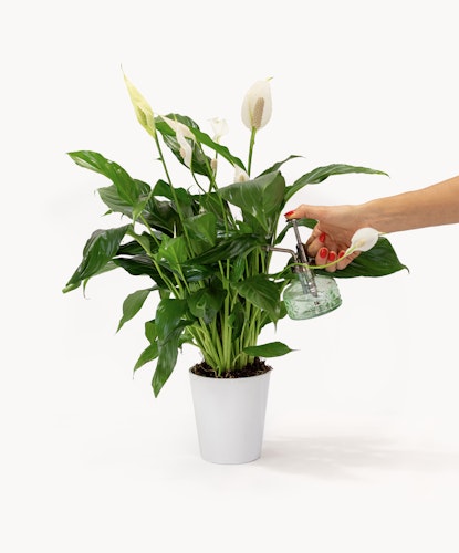 A vibrant peace lily plant with glossy leaves, being watered in a stylish pot.