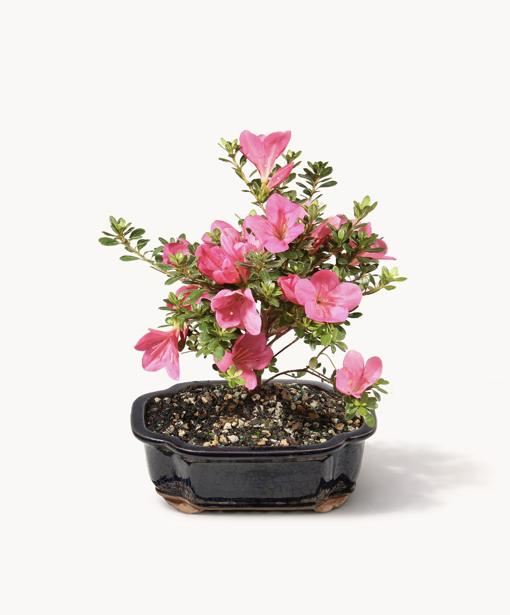 Vibrant pink azalea blooms in a sleek black bonsai pot, perfect for home decor.
