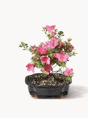 Vibrant pink azalea blooms in a sleek black bonsai pot, perfect for home decor.