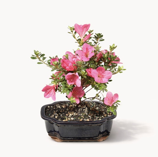 Vibrant pink azalea blooms in a sleek black bonsai pot, perfect for home decor.