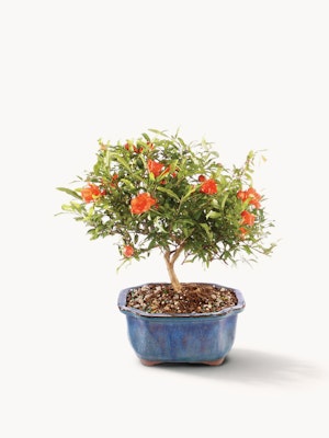 A vibrant bonsai tree with lush green leaves and bright orange flowers, elegantly potted.