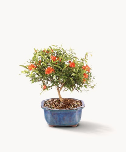 A vibrant bonsai tree with lush green leaves and bright orange flowers, elegantly potted.