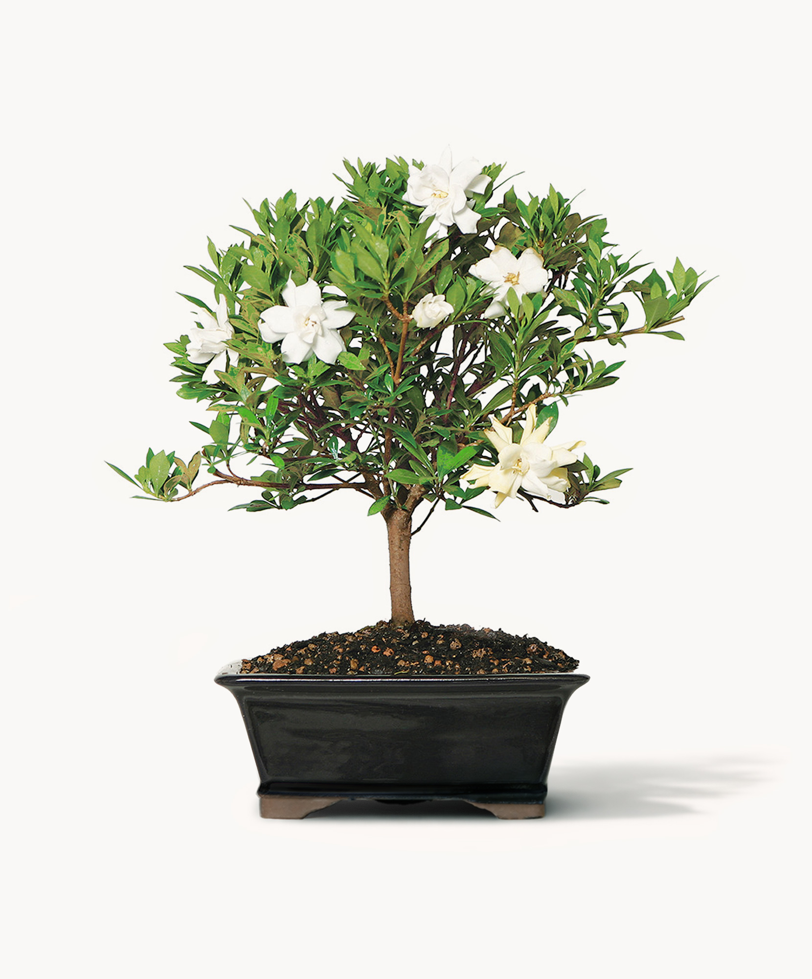 Elegantly styled bonsai tree with white flowers and lush green leaves in a decorative pot.