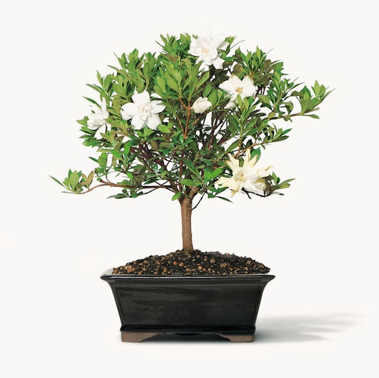 Elegantly styled bonsai tree with white flowers and lush green leaves in a decorative pot.