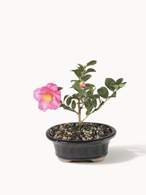 A beautiful pink camellia plant in a black pot, showcasing vibrant blooms and lush green leaves.
