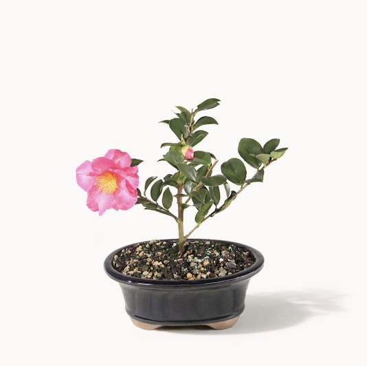 A beautiful pink camellia plant in a black pot, showcasing vibrant blooms and lush green leaves.
