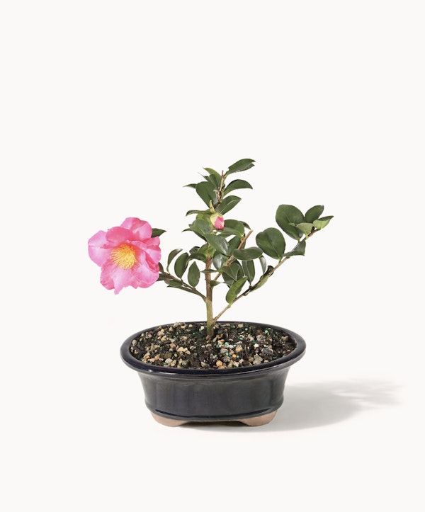 Camellia Bonsai Tree | Send Unique Flowers | BloomsyBox