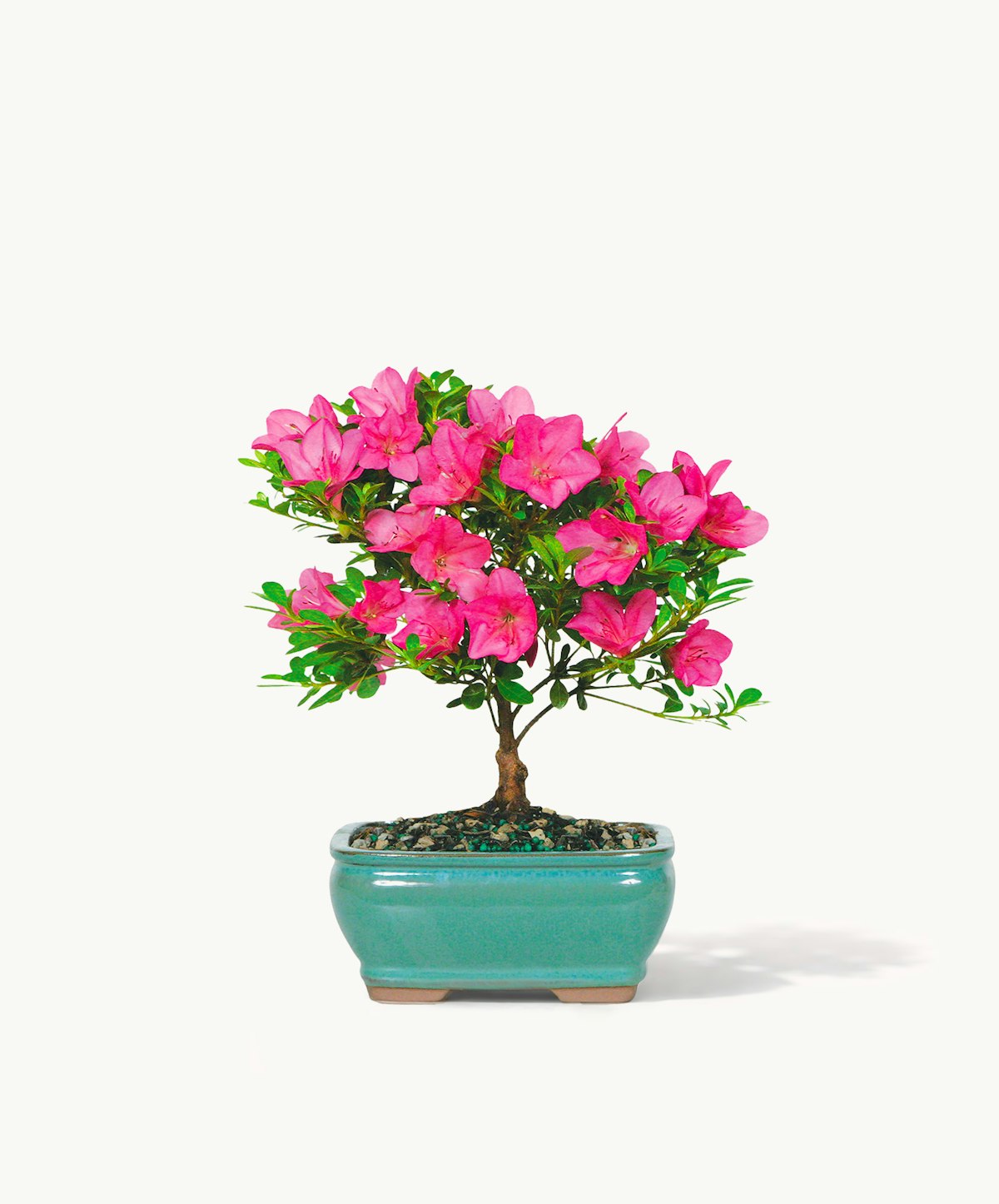 hanging planter with drainage Imountek 4Pcs 9.64In Diameter Hanging Planter with Drainage Holes Removable Self-Watering Tray Plastic Hanging Flower Plant Pots For Indoor Outdoor