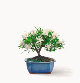 Elegant bonsai tree with white flowers and lush green foliage in a stylish blue pot.