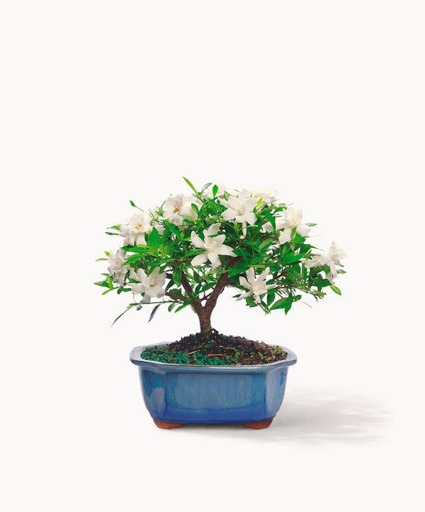 Gardenia | A gardenia bonsai with white blooms | Flower Delivery by  BloomsyBox