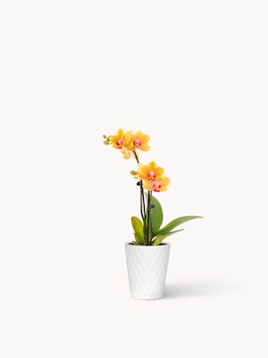 Vibrant yellow orchids in a sleek white pot, perfect for brightening any space.