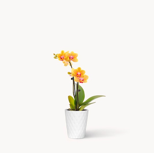 Vibrant yellow orchids in a sleek white pot, perfect for brightening any space.