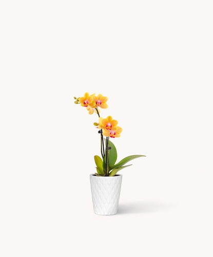 Vibrant yellow orchids in a sleek white pot, perfect for brightening any space.
