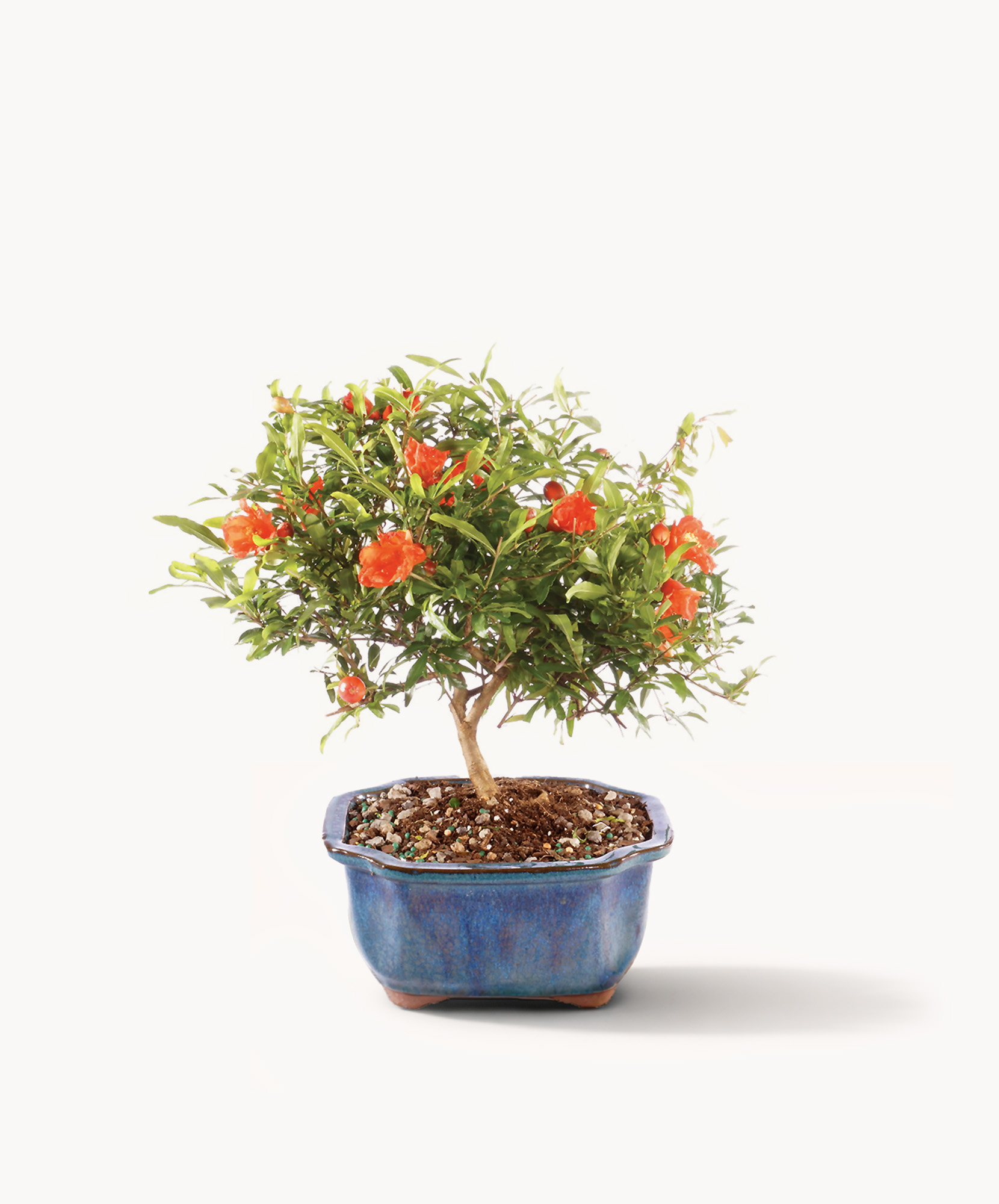 A vibrant bonsai tree featuring bright orange flowers in a decorative pot.
