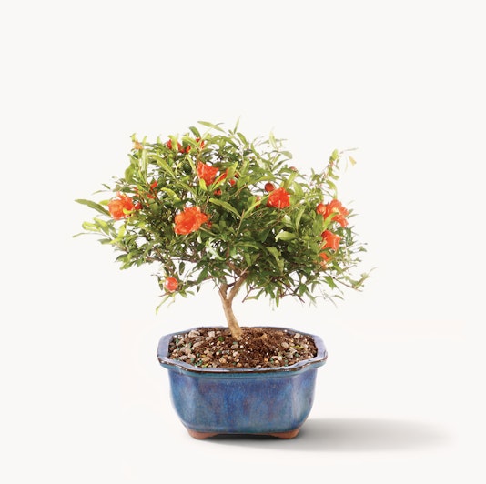 A vibrant bonsai tree featuring bright orange flowers in a decorative pot.