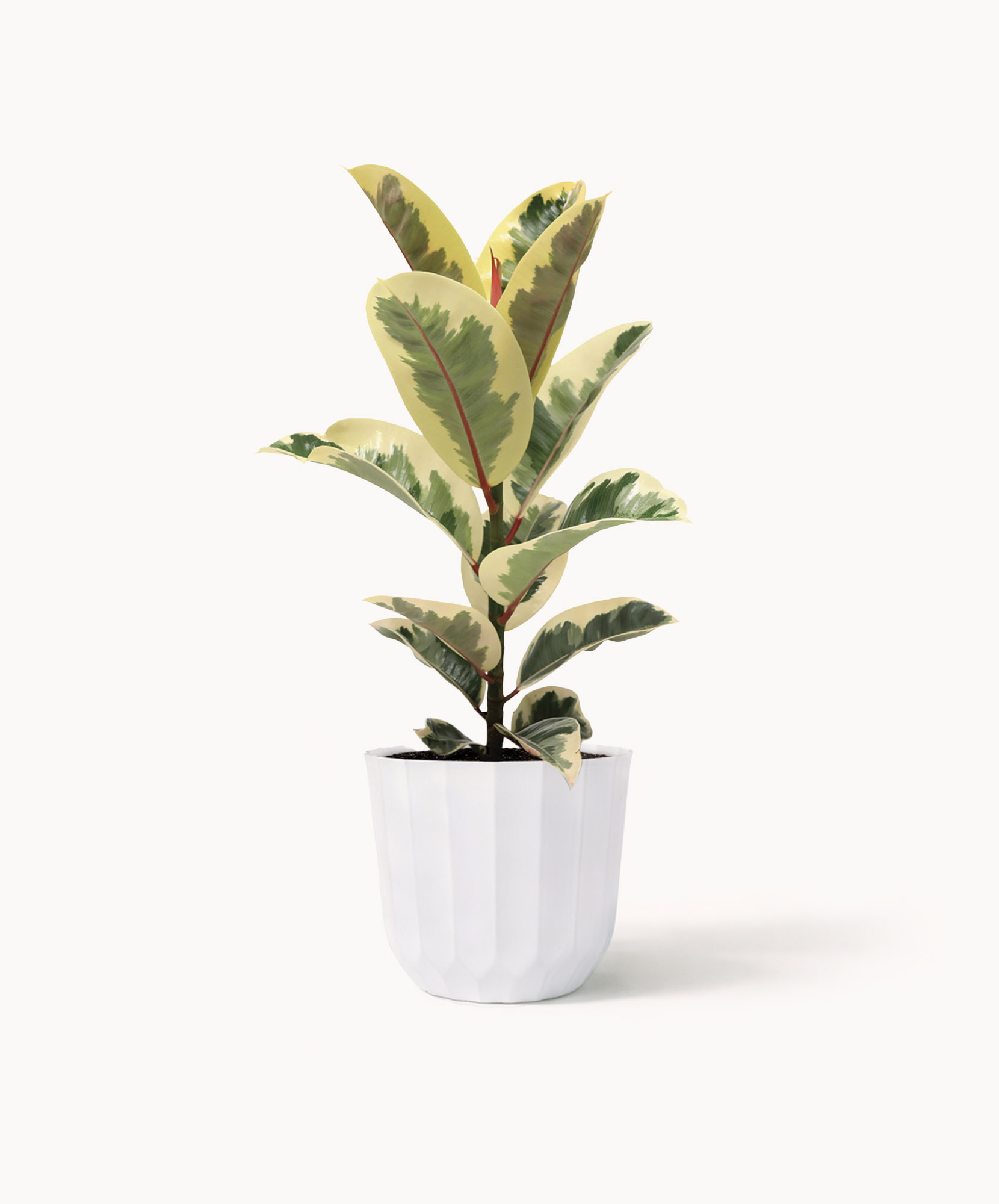 Indoor plant featuring variegated green and yellow leaves in a chic white pot, perfect for decor.
