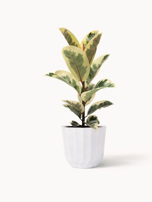 Indoor plant featuring variegated green and yellow leaves in a chic white pot, perfect for decor.
