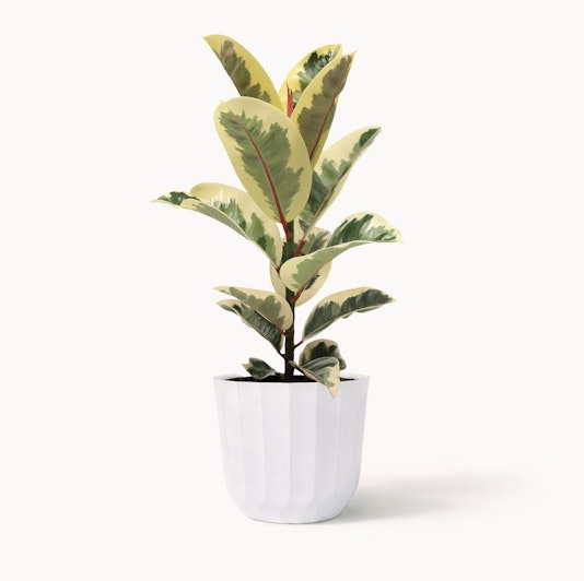 Indoor plant featuring variegated green and yellow leaves in a chic white pot, perfect for decor.