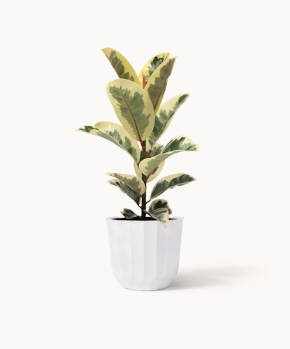 Indoor plant featuring variegated green and yellow leaves in a chic white pot, perfect for decor.