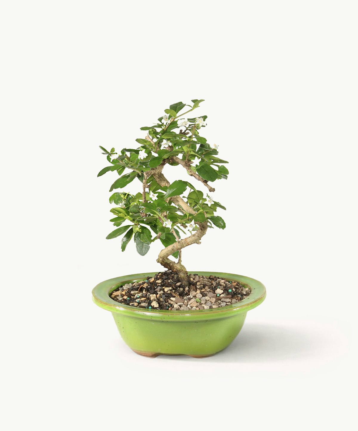 Fukien Tea Bonsai | BloomsyBox