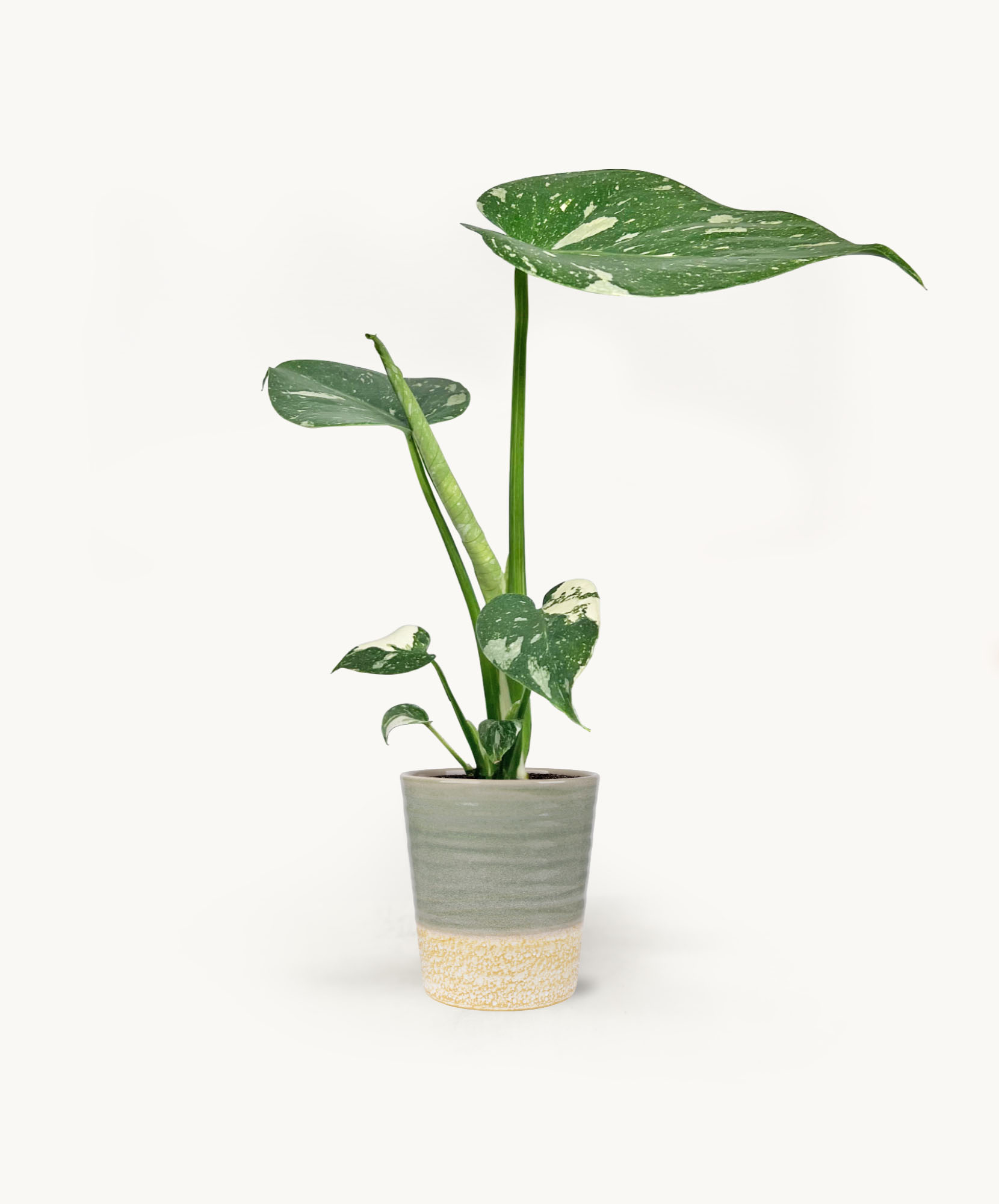 Vibrant Monstera plant with striking variegated leaves in a stylish ceramic pot.
