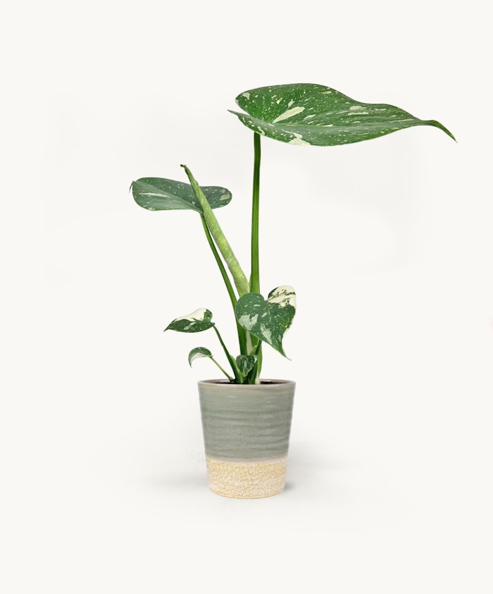Vibrant Monstera plant with striking variegated leaves in a stylish ceramic pot.