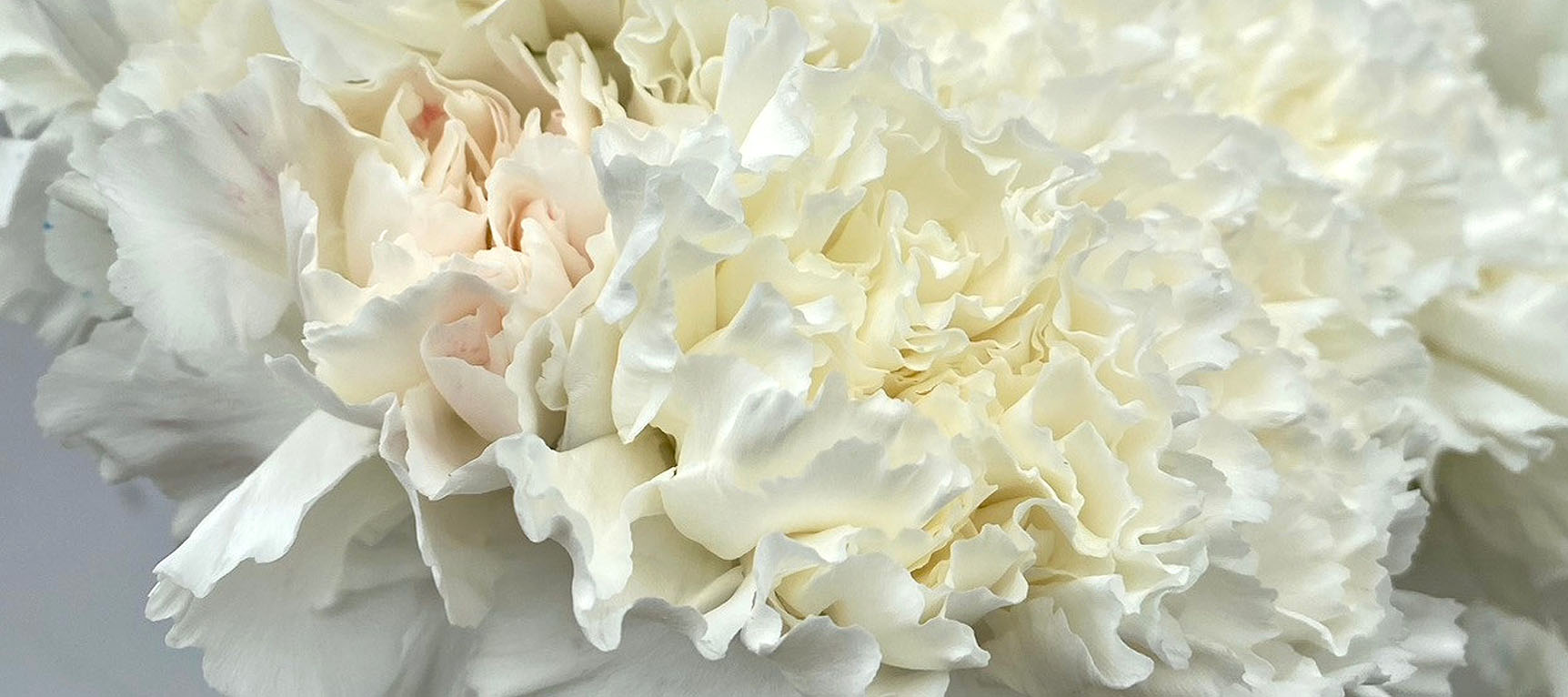 Bloomsypedia: The Ultimate Flower Encyclopedia | BloomsyBox