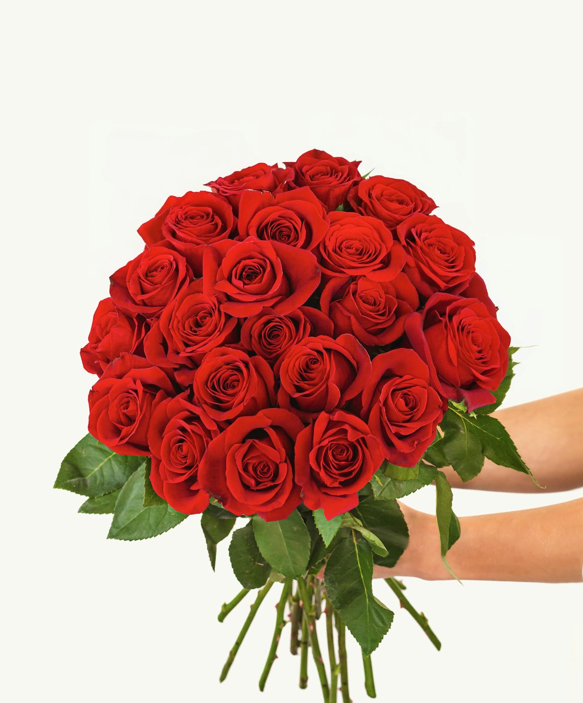 22 Red Roses Splending Red roses | 24 stems of red roses | Red Rose Delivery by ...