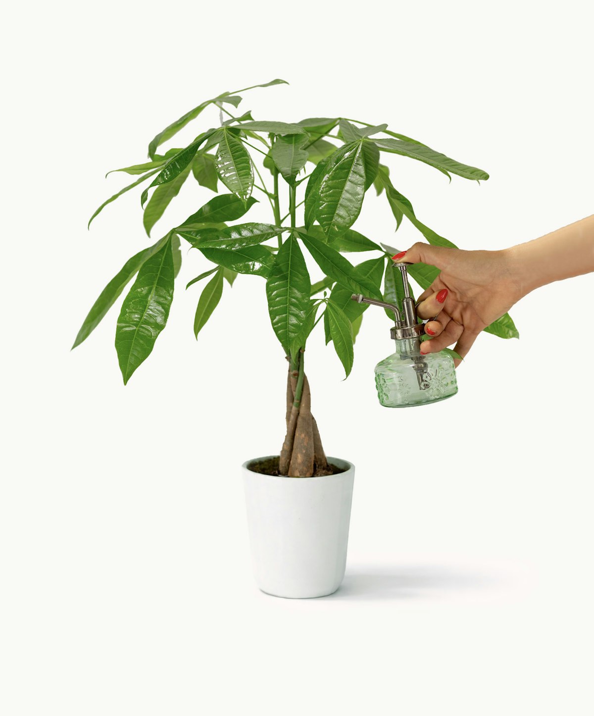 Money Tree | Grow Prosperity | BloomsyBox