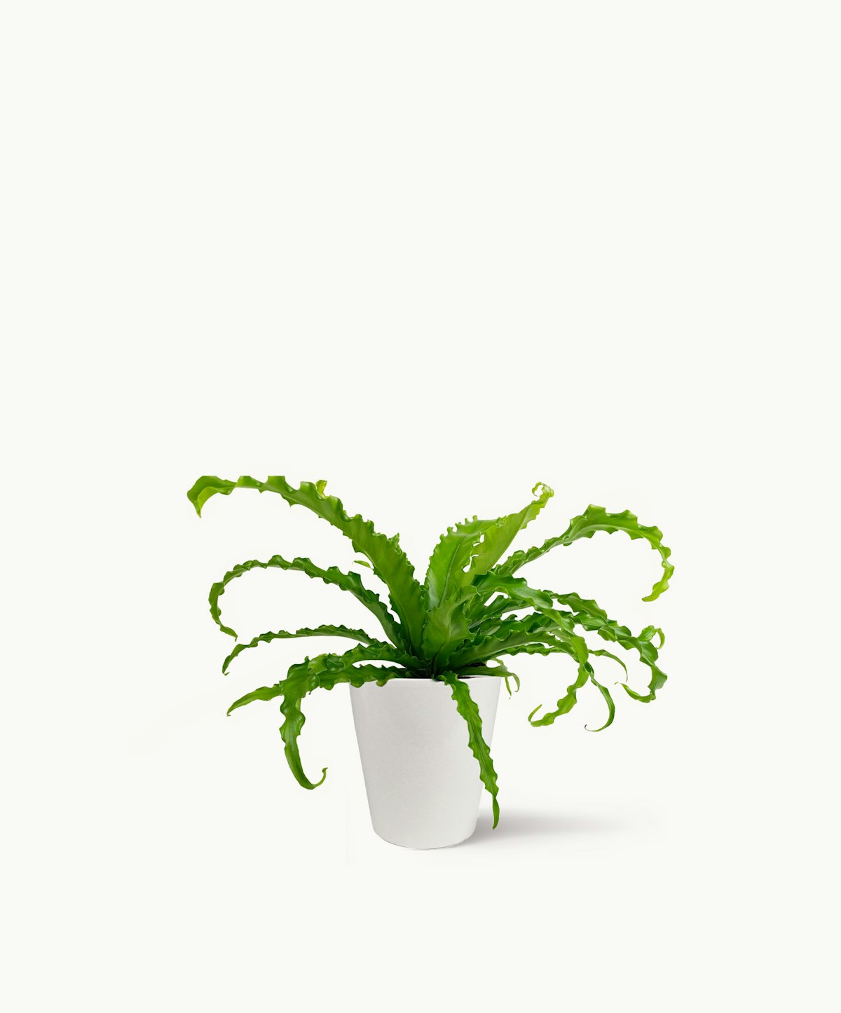 indoor house plants with red flowers The Renewal main image 0