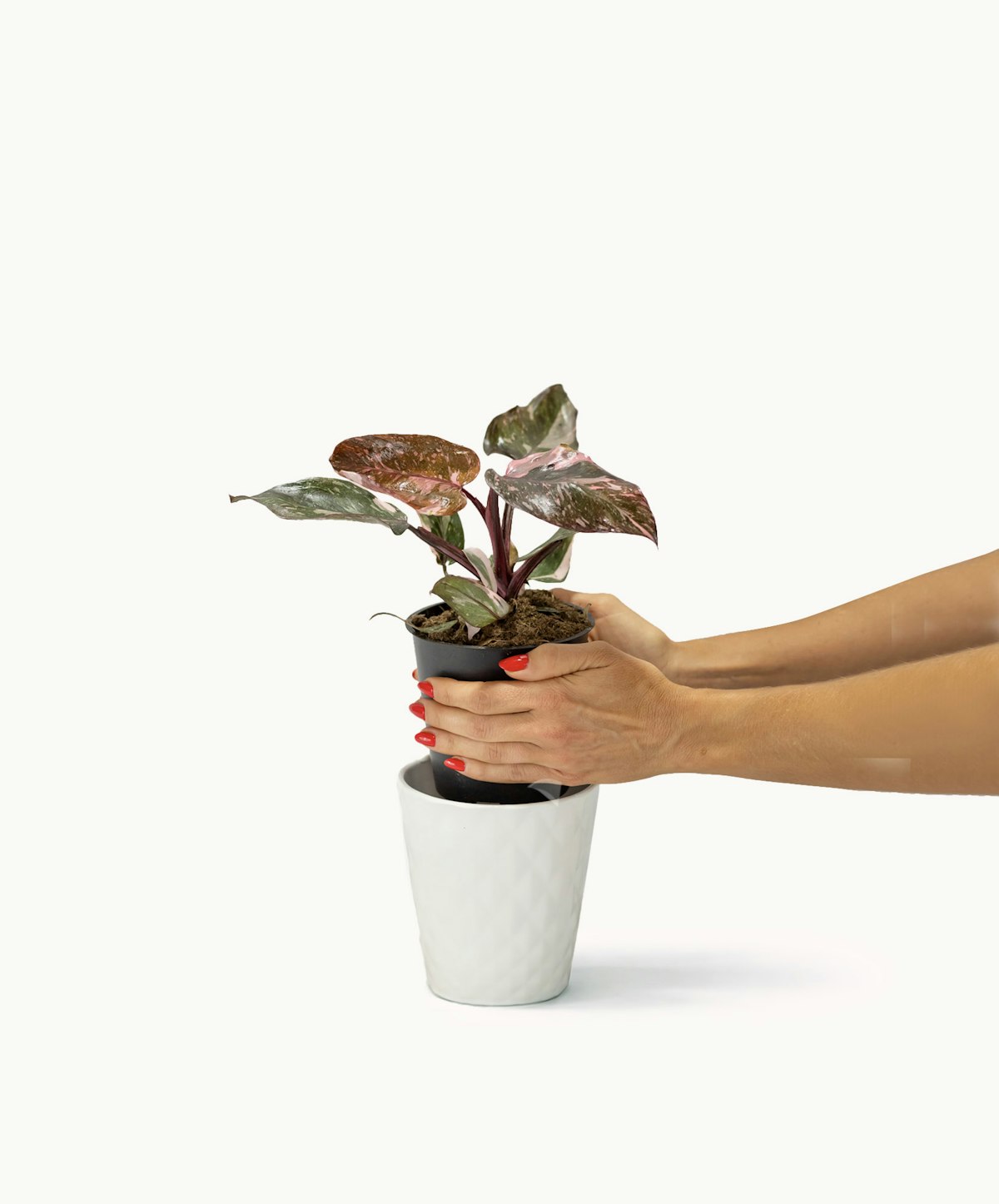 cheese plant Swiss Cheese Plant main image 1