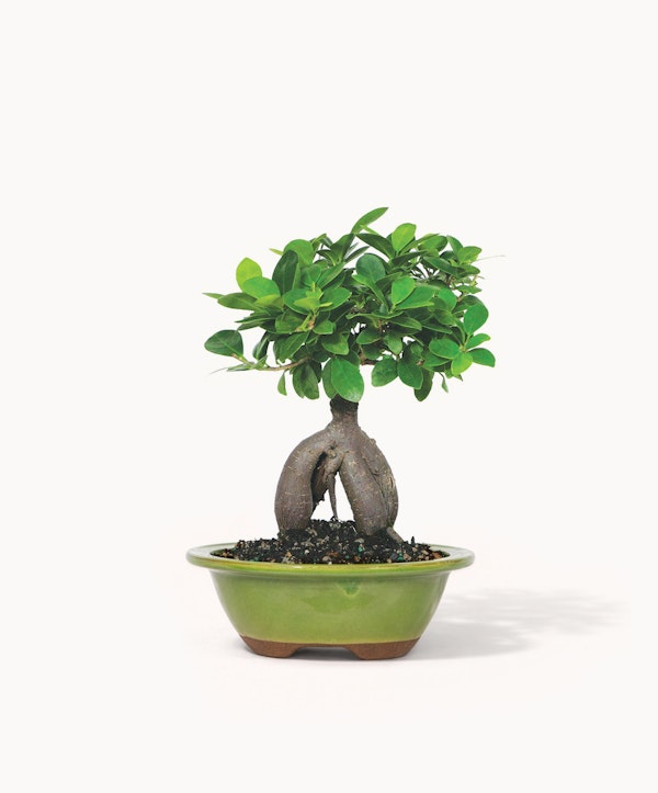 bonsai flaschengarten Terrarium DIY Set - Kreiere dein eigenes Mini-Ökosystem main image 0