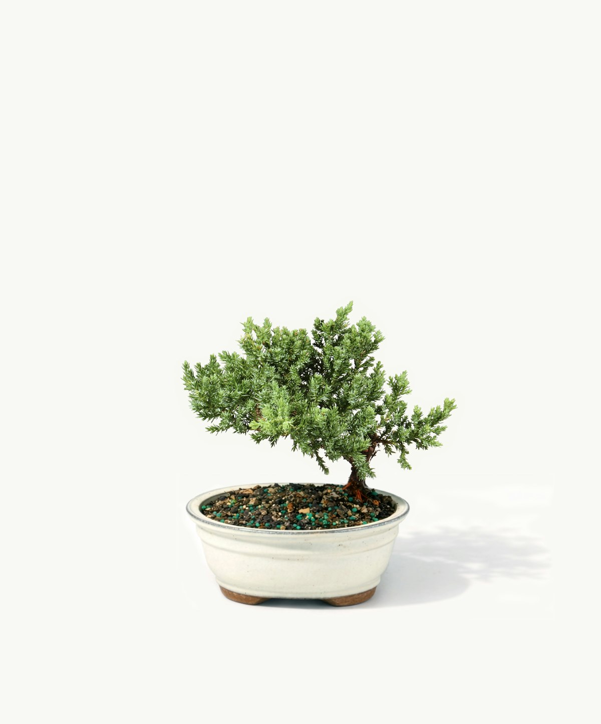 Green Mound Juniper Bonsai | BloomsyBox
