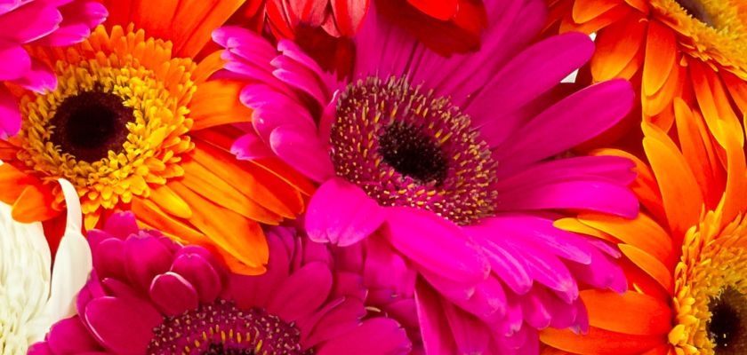 Vibrant bouquet featuring pink, orange, and yellow gerbera daisies in full bloom.