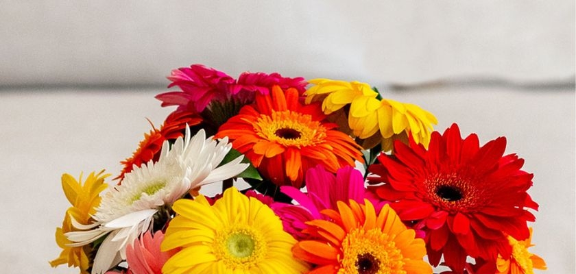 Vibrant bouquet of mixed gerbera daisies in vivid colors, perfect for brightening any space.
