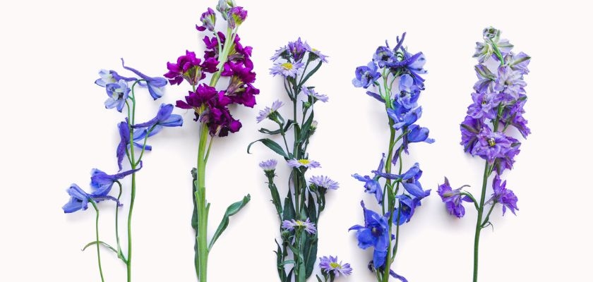 A vibrant assortment of purple and blue flowers, showcasing unique floral beauty.