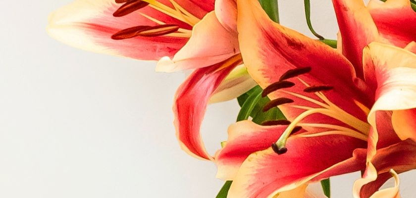 Vibrant orange and red lilies showcasing elegant petals, perfect for floral arrangements.