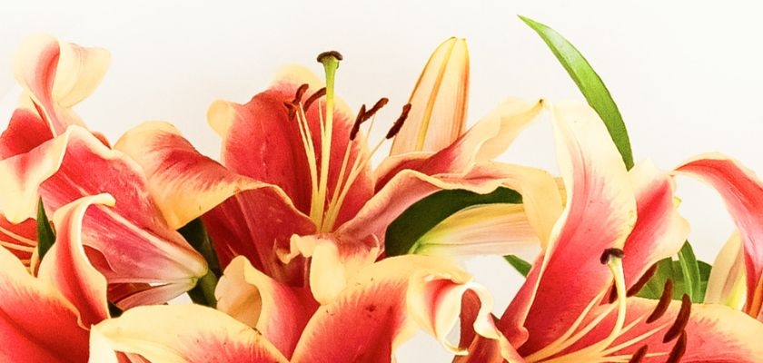 Vibrant red and yellow lily blossoms create a stunning floral display, ideal for any occasion.