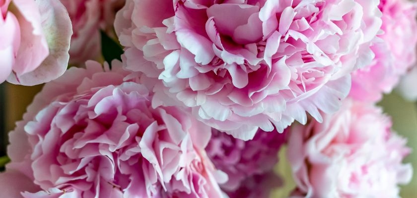 Delicate pink peonies displaying layers of soft petals in a vibrant floral arrangement.