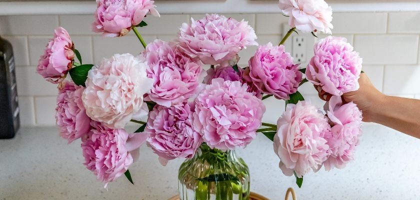 Elegant peony bouquet in soft pink hues, beautifully arranged in a glass vase.