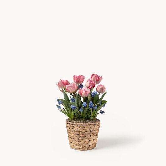 Charming pink tulips and blue flowers arranged in a woven basket for a delightful display.