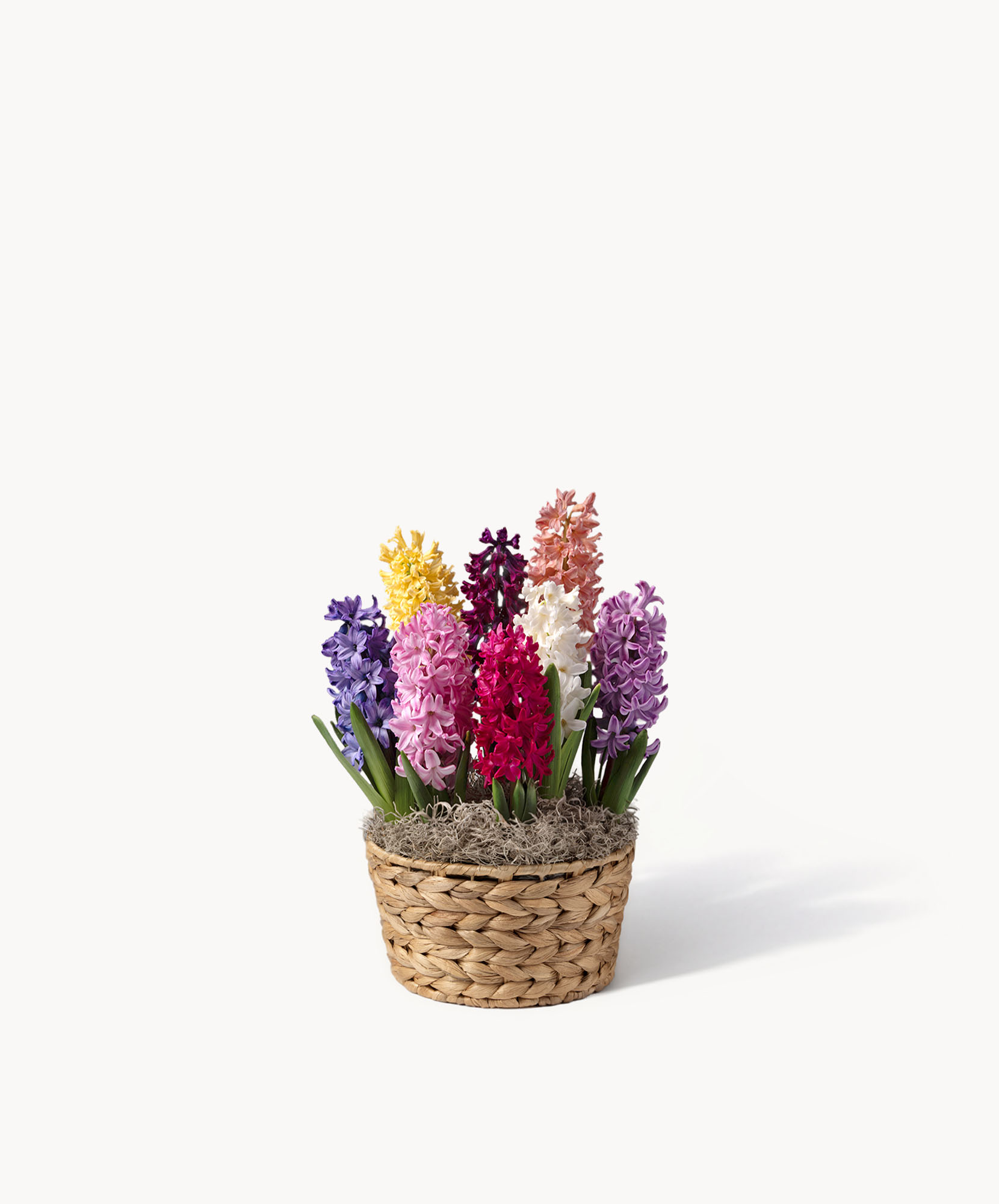 Colorful hyacinth flowers in a woven basket, perfect for brightening any space.
