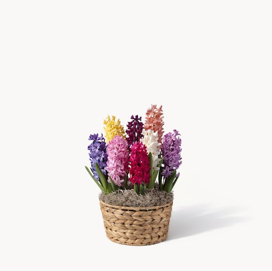 Colorful hyacinth flowers in a woven basket, perfect for brightening any space.