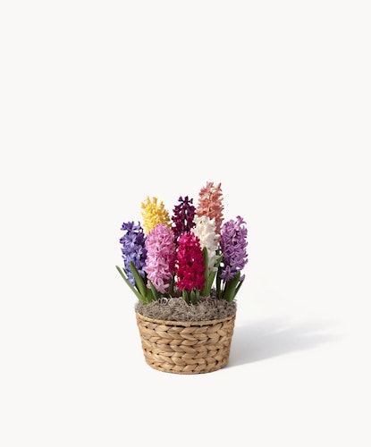 Colorful hyacinth flowers in a woven basket, perfect for brightening any space.