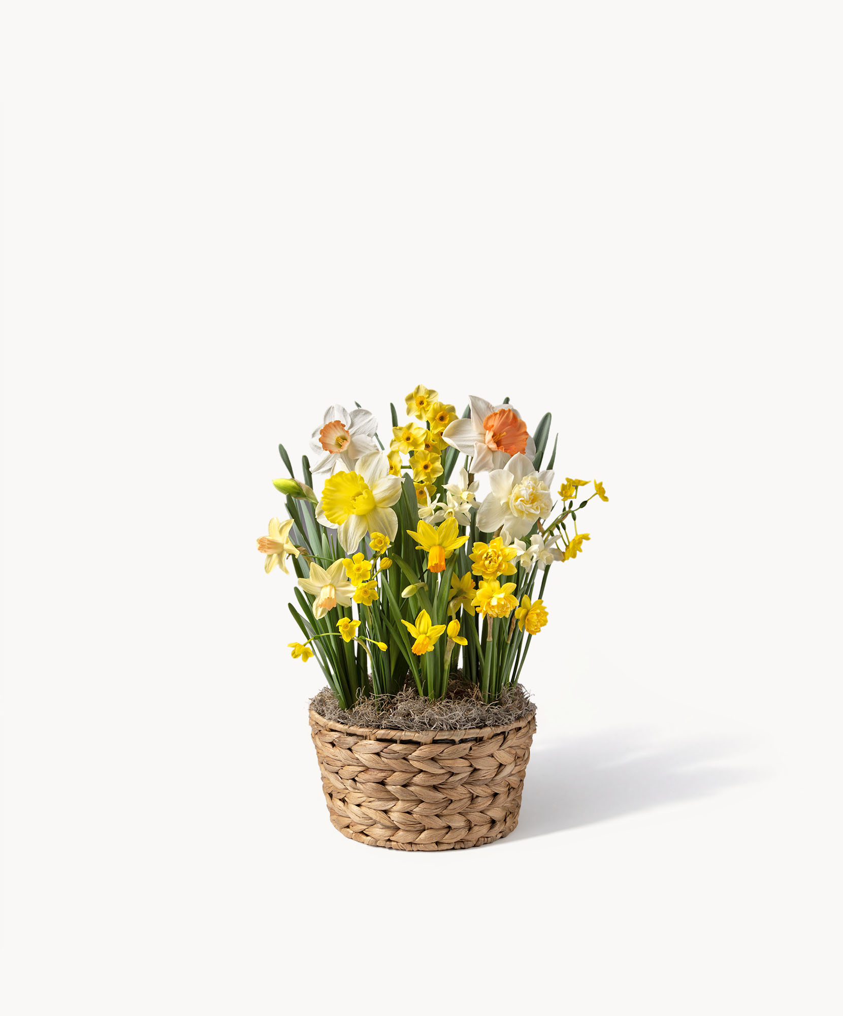 Charming arrangement of yellow and white daffodils in a woven basket, perfect for spring decor.