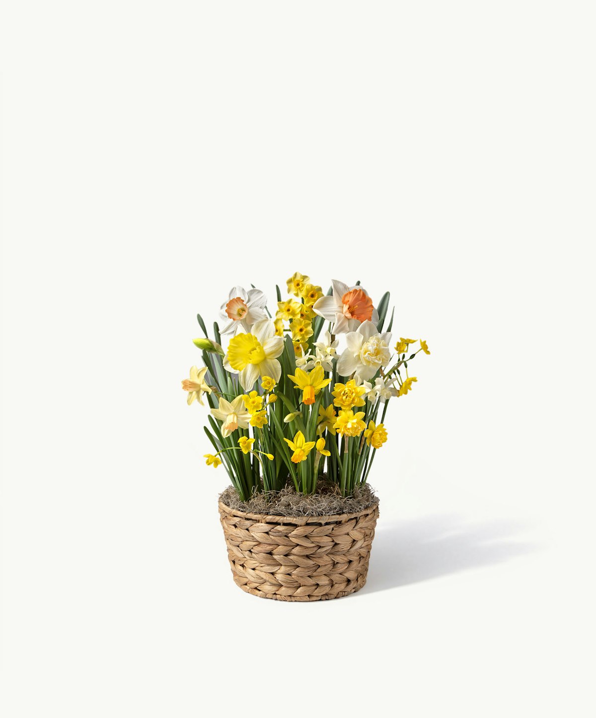 Golden Spring Daffodils