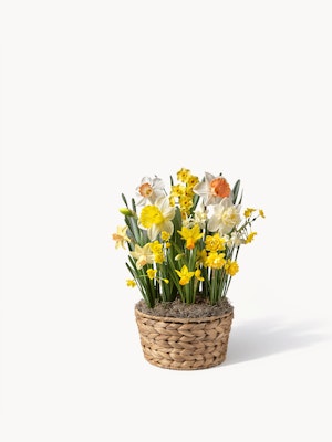 Charming arrangement of yellow and white daffodils in a woven basket, perfect for spring decor.